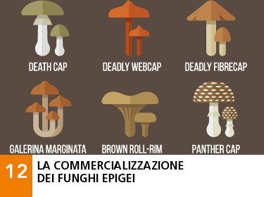 12 - La commercializzazione dei funghi epigei